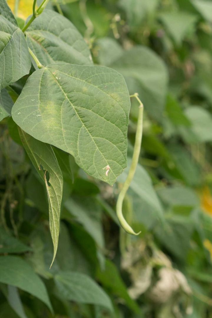 Production de légumes Rontalon