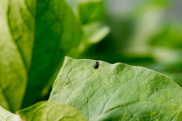 Lutte contre les ravageurs Rontalon