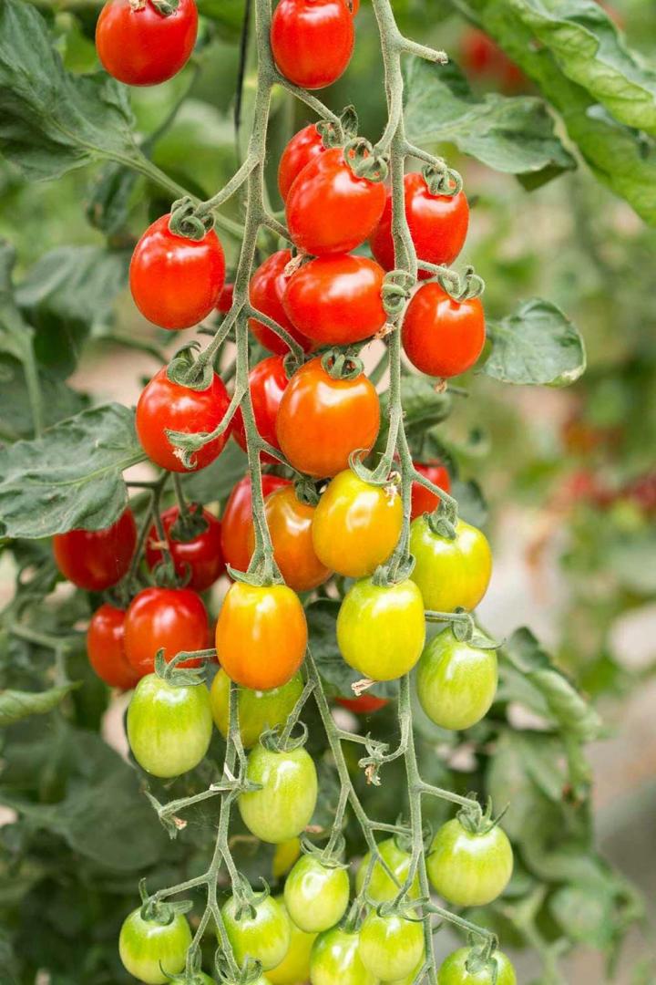 Production de légumes Rontalon