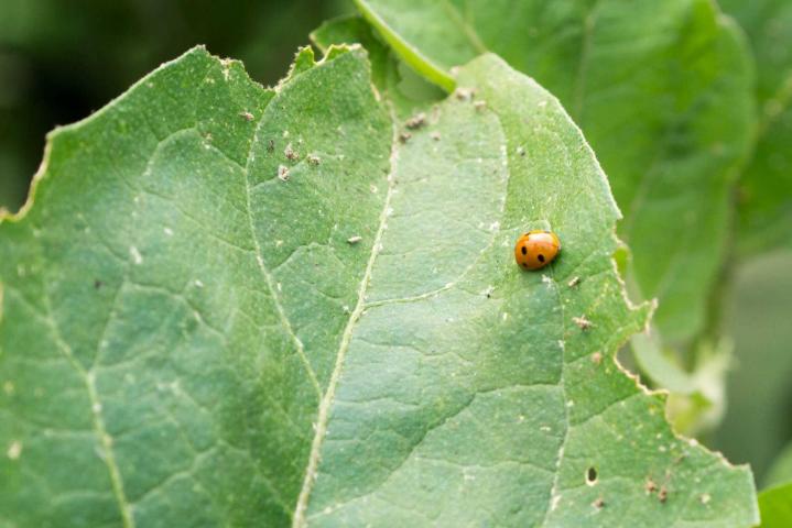 Utilisation des auxiliaires de culture Rontalon