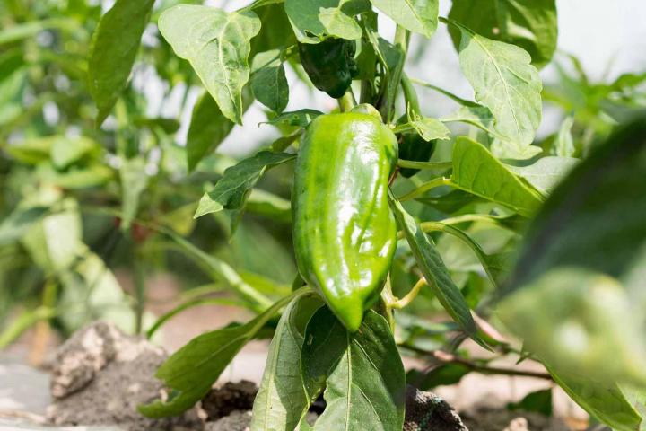 Production de légumes Rontalon