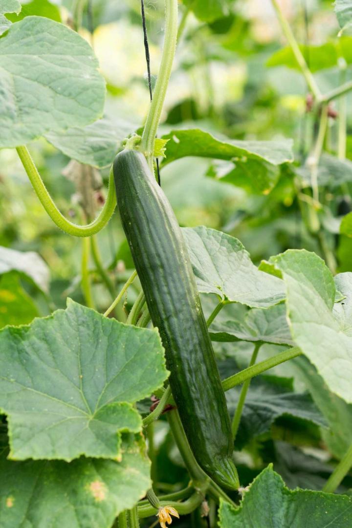 Vente de légumes à Rontalon
