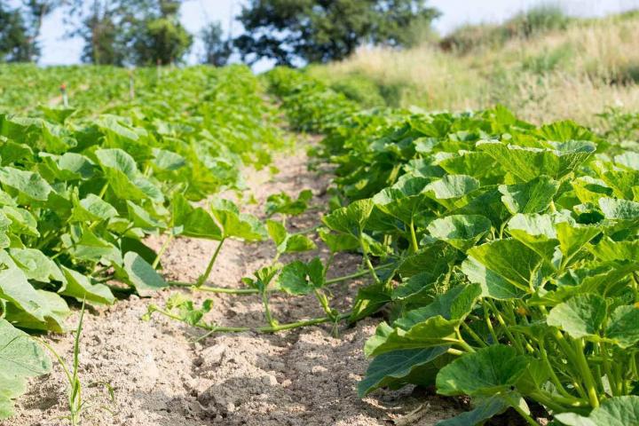 Producteur de légumes Rontalon