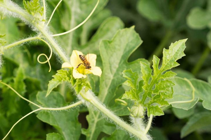 Lutter contre les ravageurs Rontalon