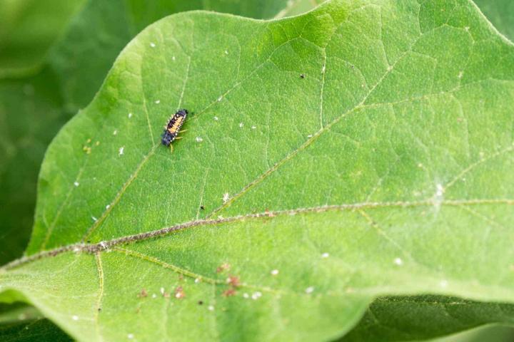 Lutter contre les ravageurs Rontalon