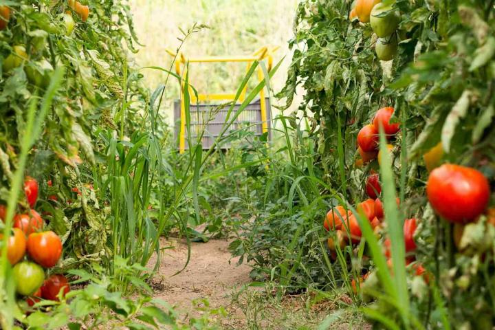 Producteur de légumes Rontalon
