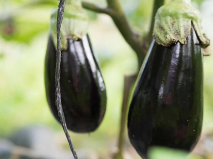 Vente de légumes à Rontalon