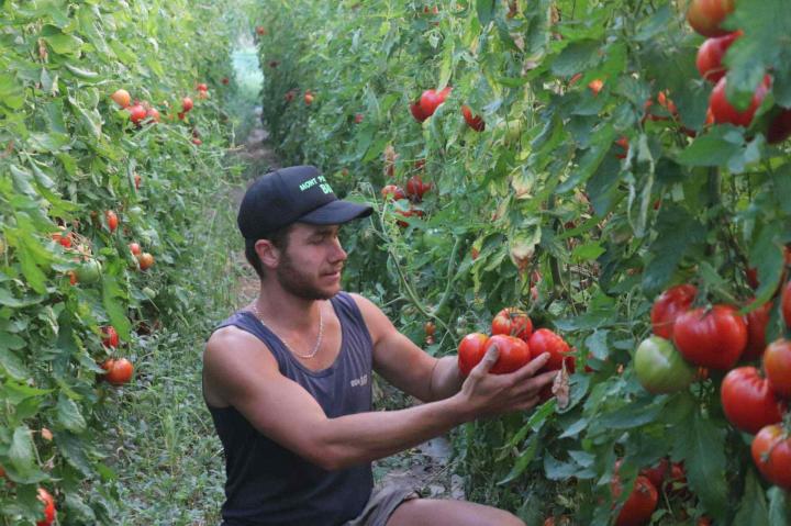 Culture de légumes Rontalon