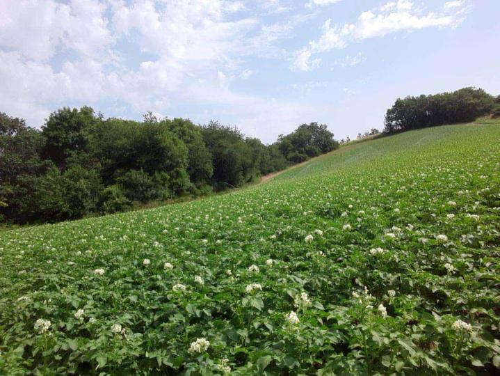 Plantation de légumes Rontalon