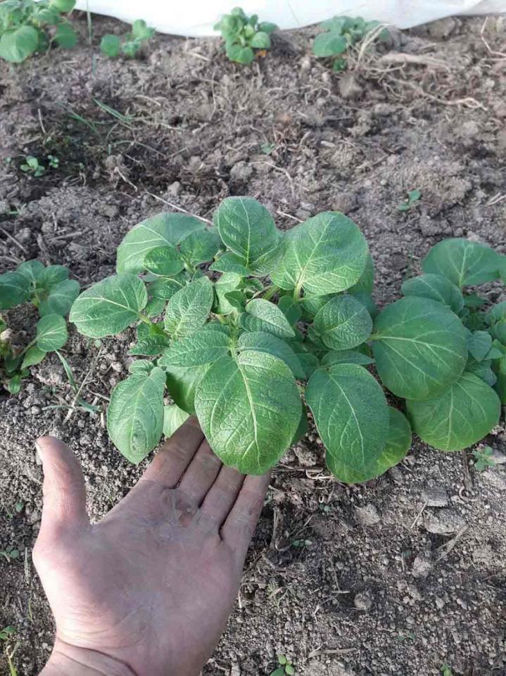 Production de légume Rontalon