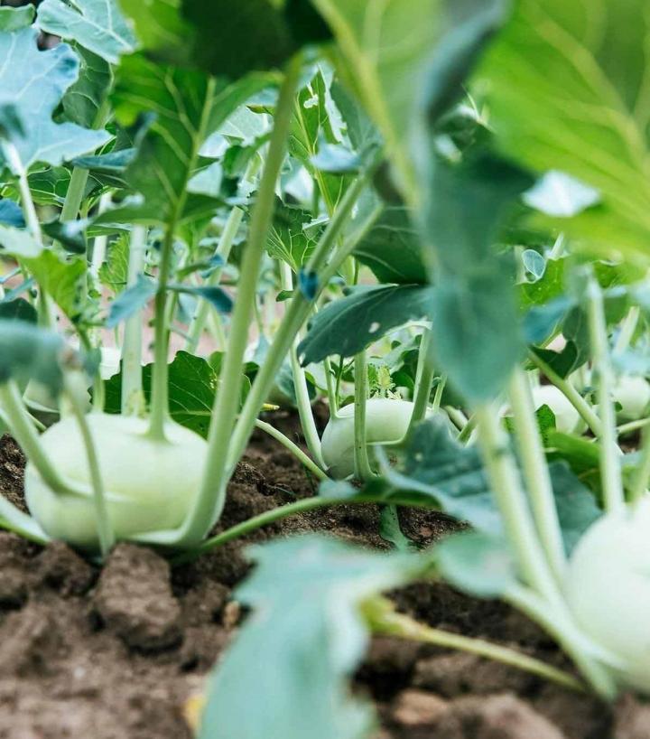 Fournisseur de légumes Rontalon