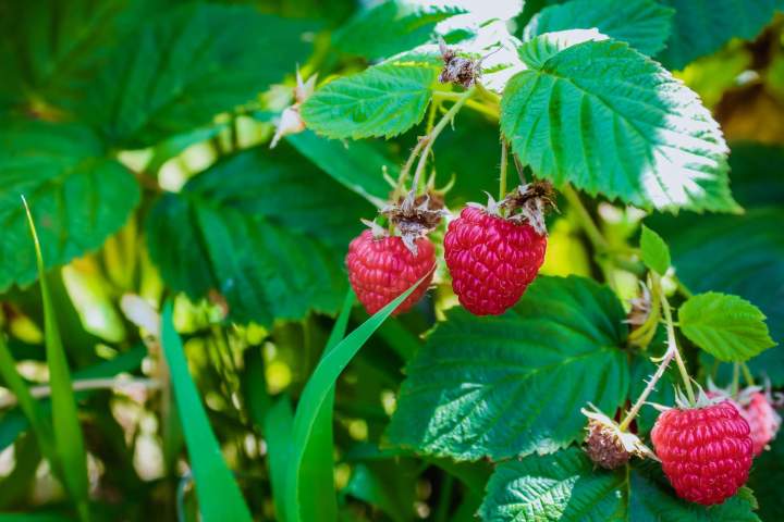 Vente de fruits, Oullins