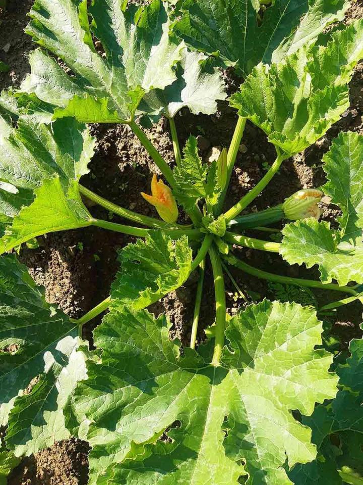 Fournisseur de légumes Rontalon