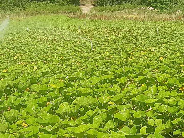 Plantation de légumes Rontalon