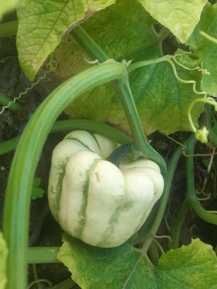 Vente de légumes à Rontalon