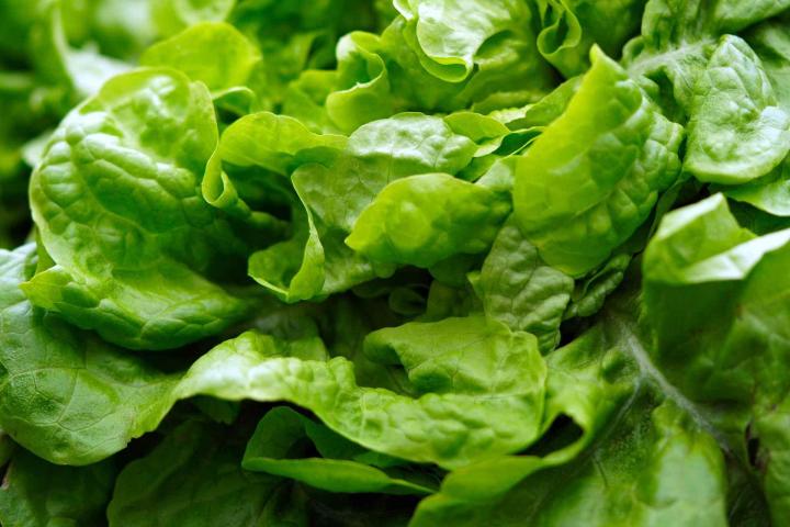 Fournisseur de légume Rontalon