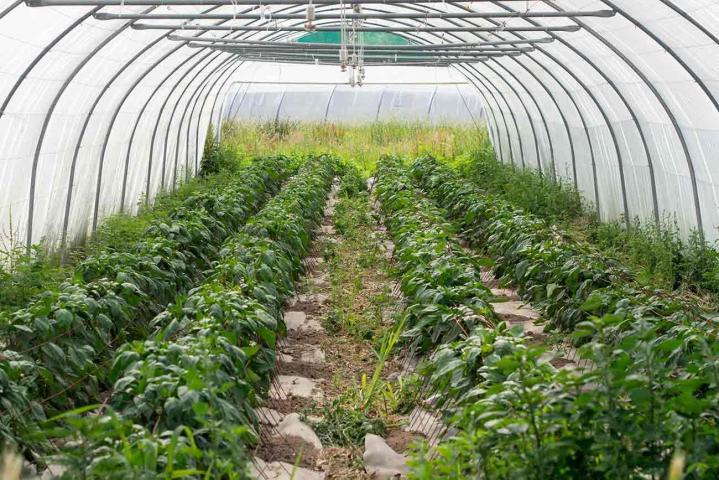 Fournisseur de légumes Rontalon