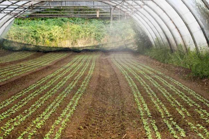 Production de légumes Rontalon