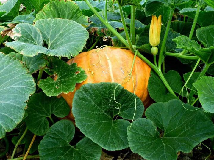 Approvisionnement de légumes bio Rontalon